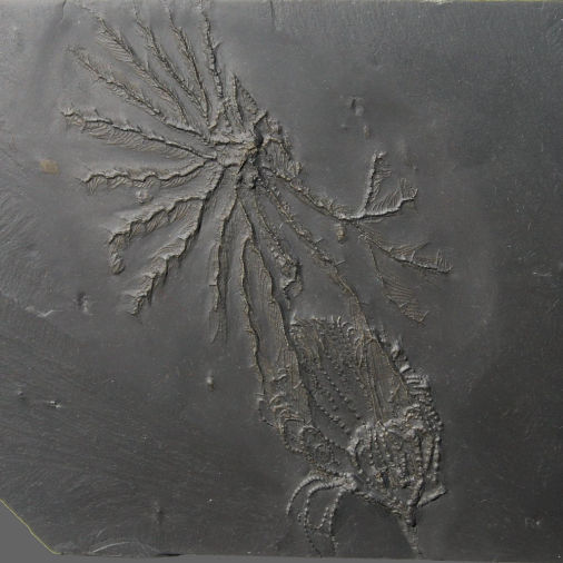 Imitatocrinus gracilor, Bundenbach