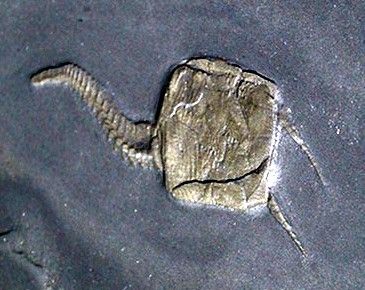 Rhenocystis_Bundenbach