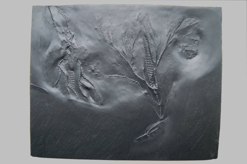 Gastrocrinus giganteus, Bundenbach