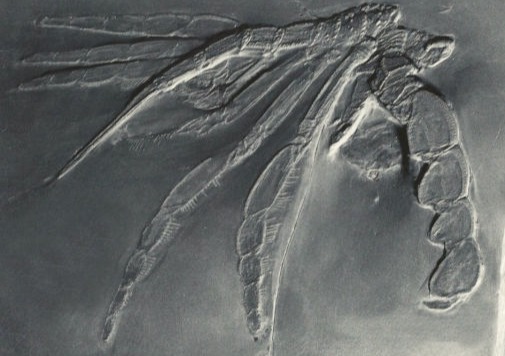 Palaeoisopus problematicus, Bundenbach