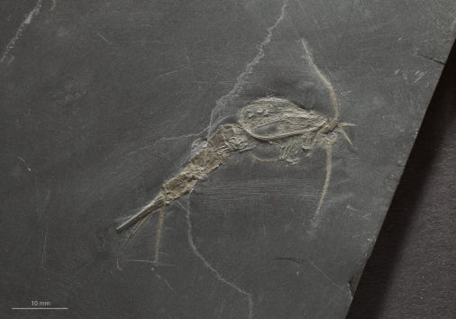 Nahecaris balssi, Bundenbach