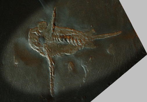 Schinderhannes bartelsi, Bundenbach