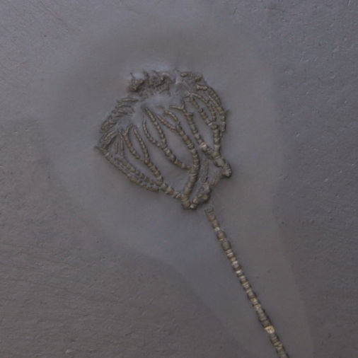 Taxocrinus stuertzi, Bundenbach