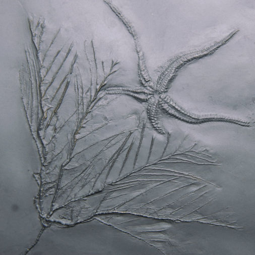 Rhadinocrinus dactylus, Bundenbach