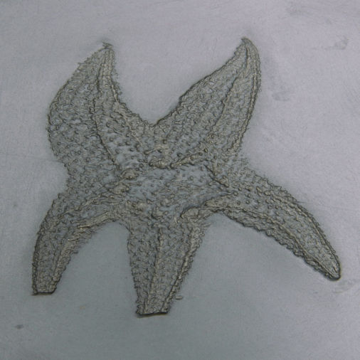 Palasterina sp., Bundenbach