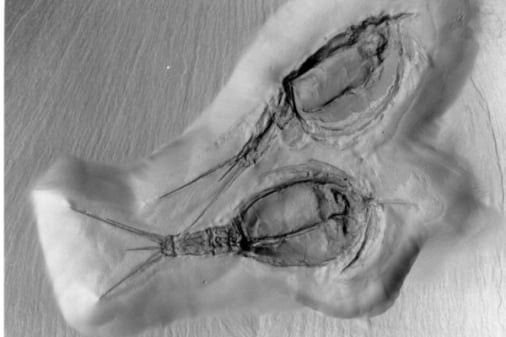 Bundenbach-Fossilien_Museum_NHM Mainz_02_Nahecaris stürtzi