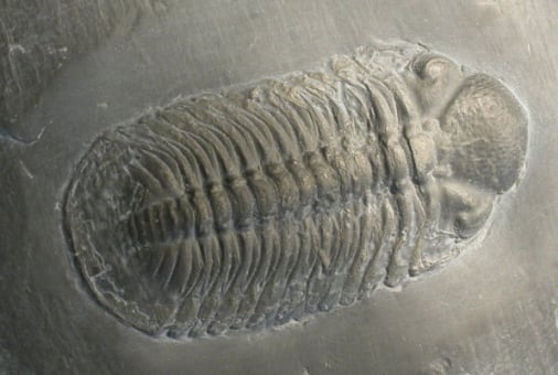 Bundenbach-Fossilien_Museum_NHM Mainz_04_Chotecops ferdinandi