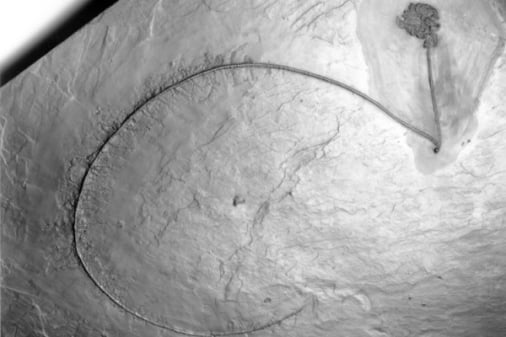 Bundenbach-Fossilien_Museum_NHM Mainz_07_Taxocrinus sp.