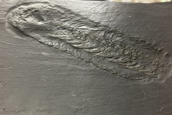 Bundenbach-Fossilien_Museum_SMNK_05_Chotecops ferdinandi