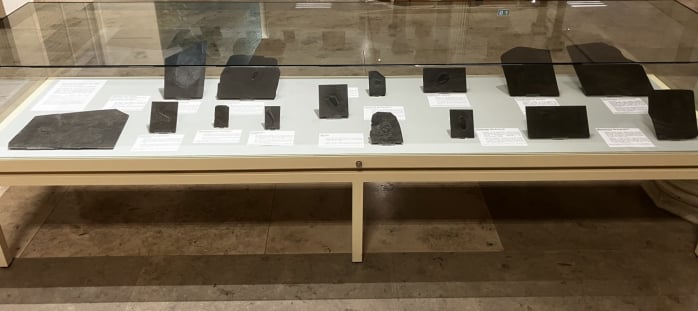 Bundenbach-Fossilien_Museum_SMNK_Vitrine_Bundenbach