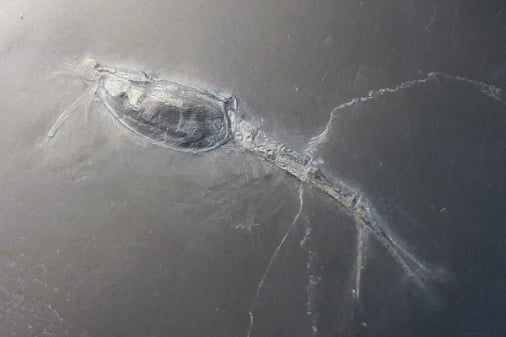 Bundenbach-Fossilien_NHM Wien_02_Oryctocaris balssi