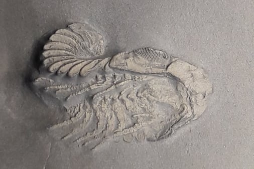 Bundenbach-Fossilien_NHM Wien_03_Chotecops ferdinandi