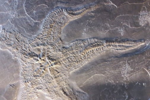 Bundenbach-Fossilien_NHM Wien_06_Palasteriscus devonicus