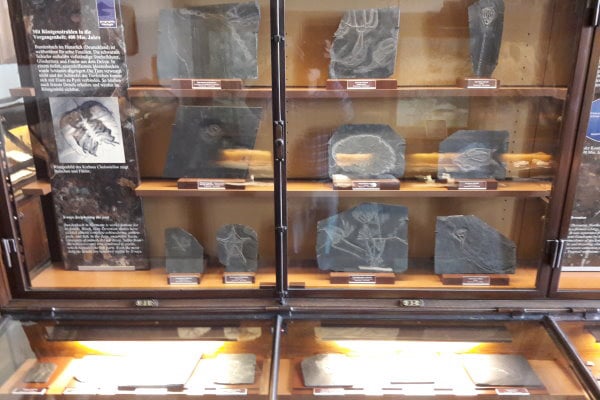 Bundenbach-Fossilien_NHM Wien_Ansicht_02