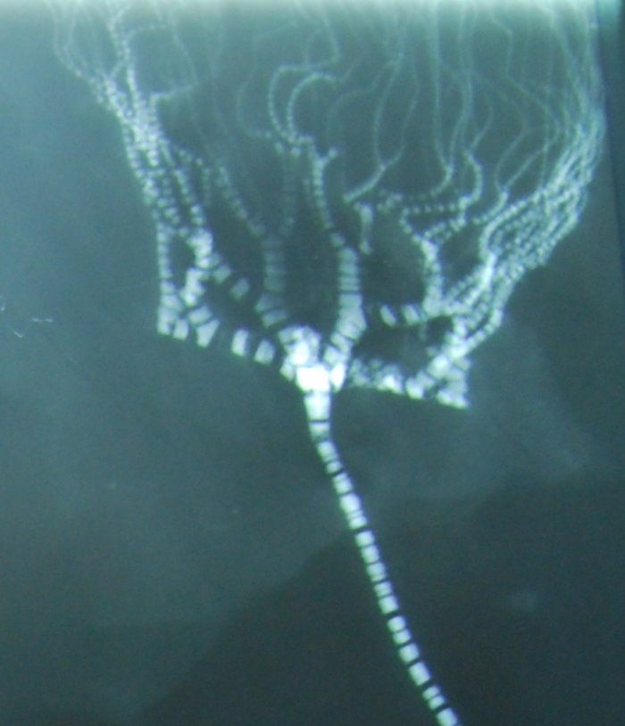 Bundenbach_Fossilien_Taxocrinus_x-ray