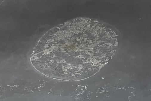 Bundenbach-Fossilienmuseum_Exponat_03_Rhenechinus hopstaetteri