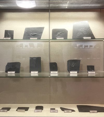 Bundenbach-Fossilienmuseum_Vitrine 1