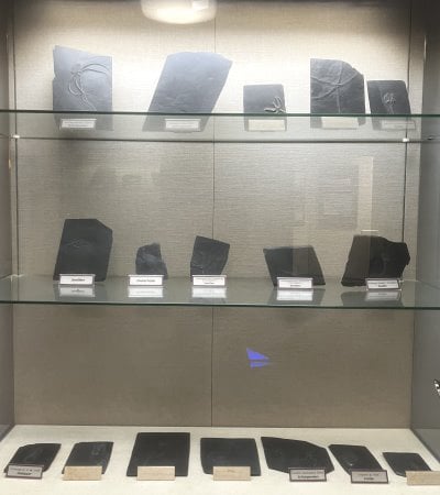 Bundenbach-Fossilienmuseum_Vitrine 5