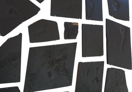 Bundenbach_Fossilien_Ankauf Bundenbach_Fossilien_Ankauf