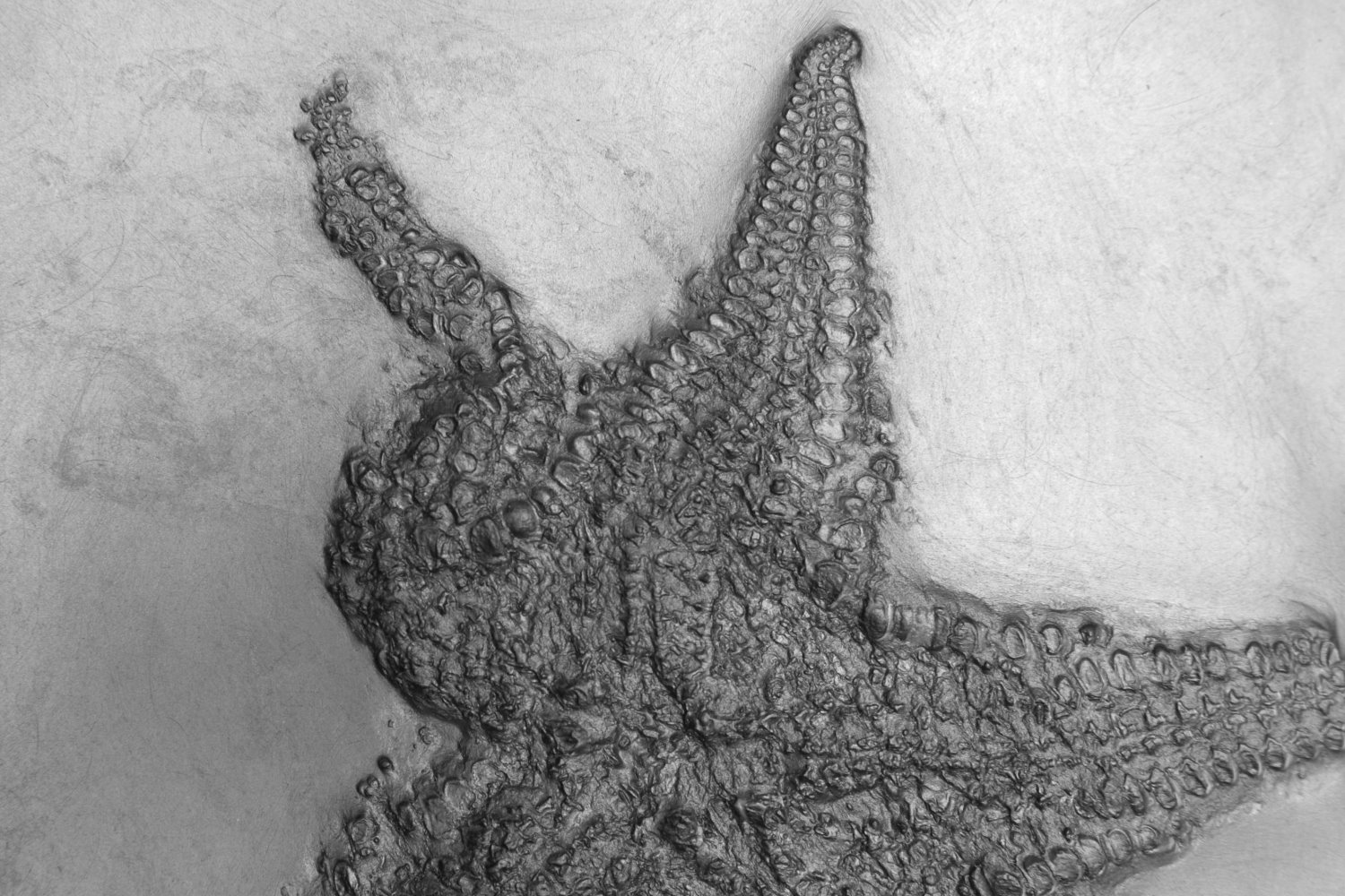 Palaeostella_solida_Bundenbach_Detail