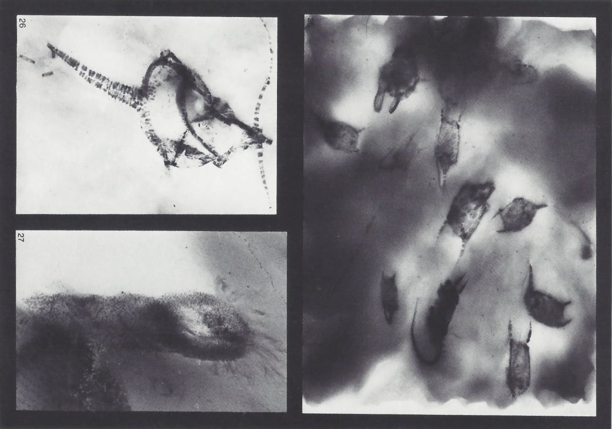 Bundenbach-Fossil_Tafel_10