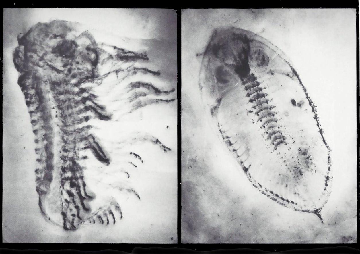 Bundenbach-Fossil_Tafel_05