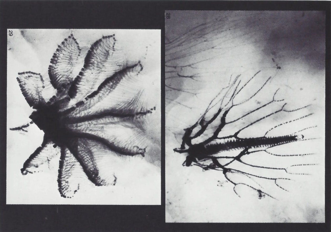 Bundenbach-Fossil_Tafel_11