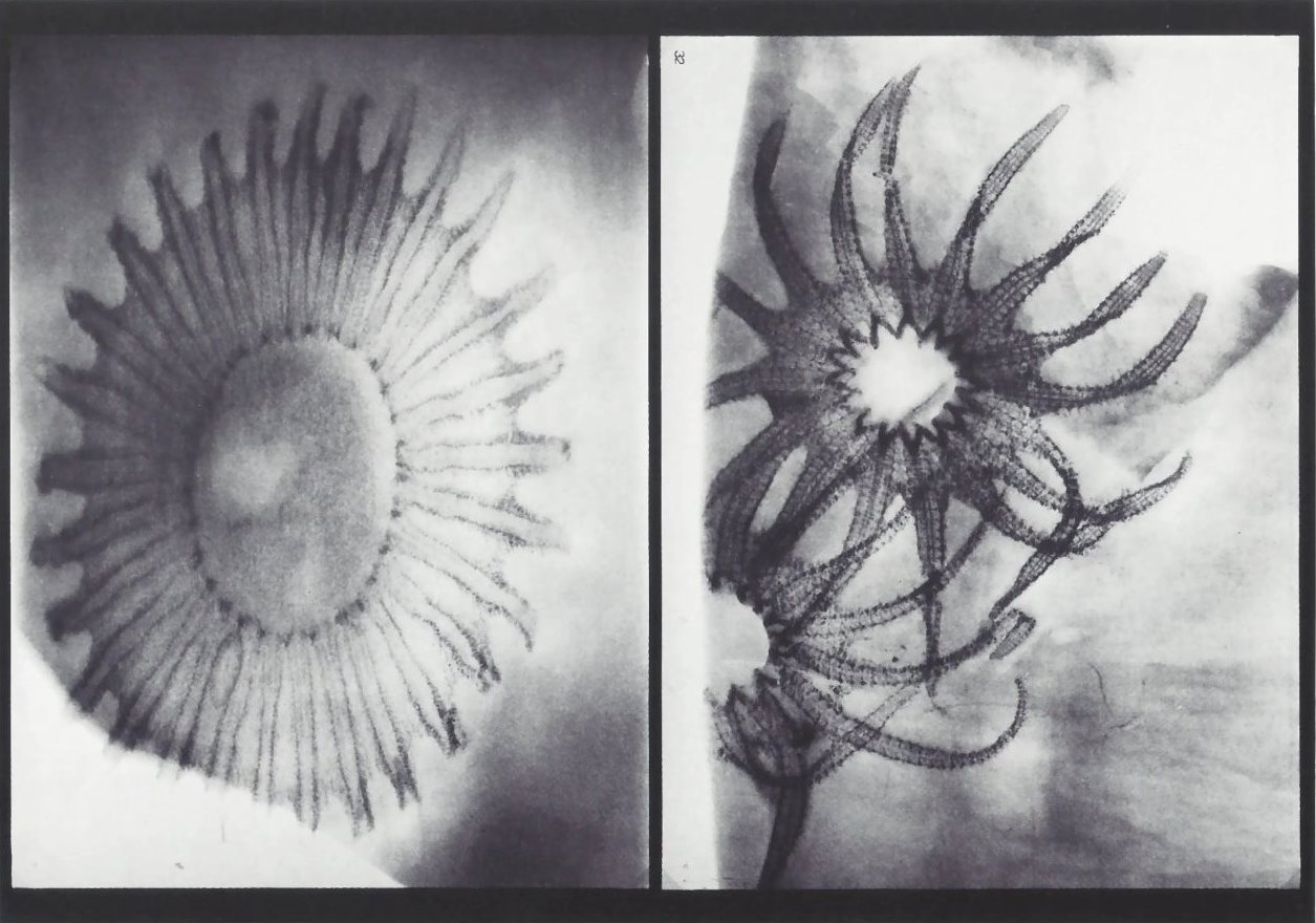 Bundenbach-Fossil_Tafel_14