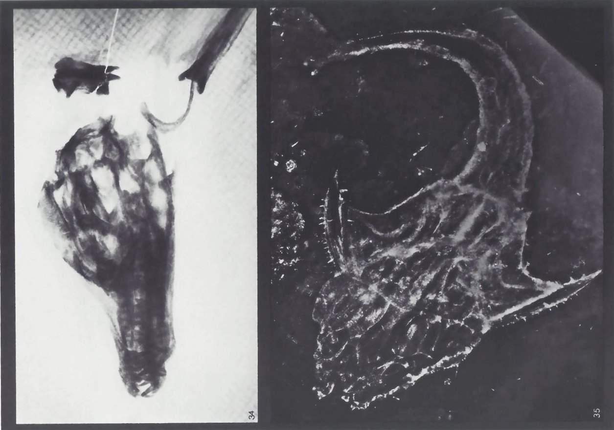 Bundenbach-Fossil_Tafel_15