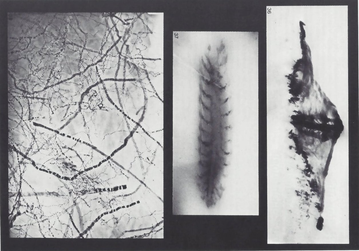 Bundenbach-Fossil_Tafel_16