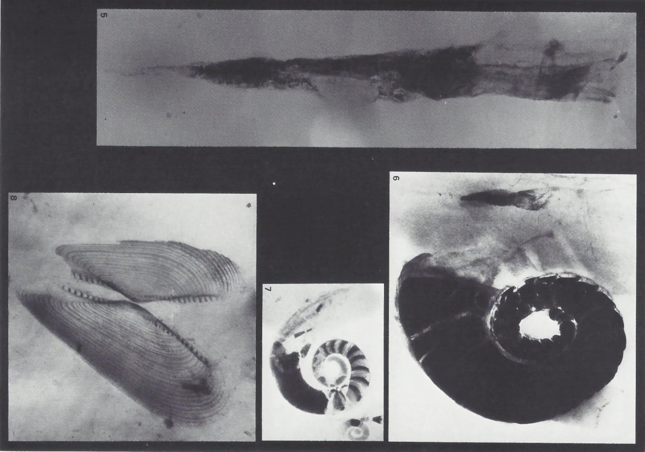 Bundenbach-Fossil_Tafel_02
