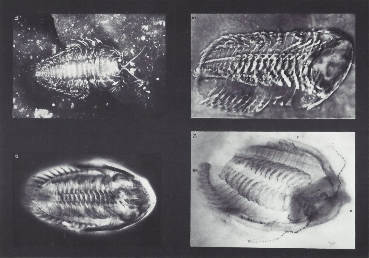 Bundenbach-Fossil_Tafel_03