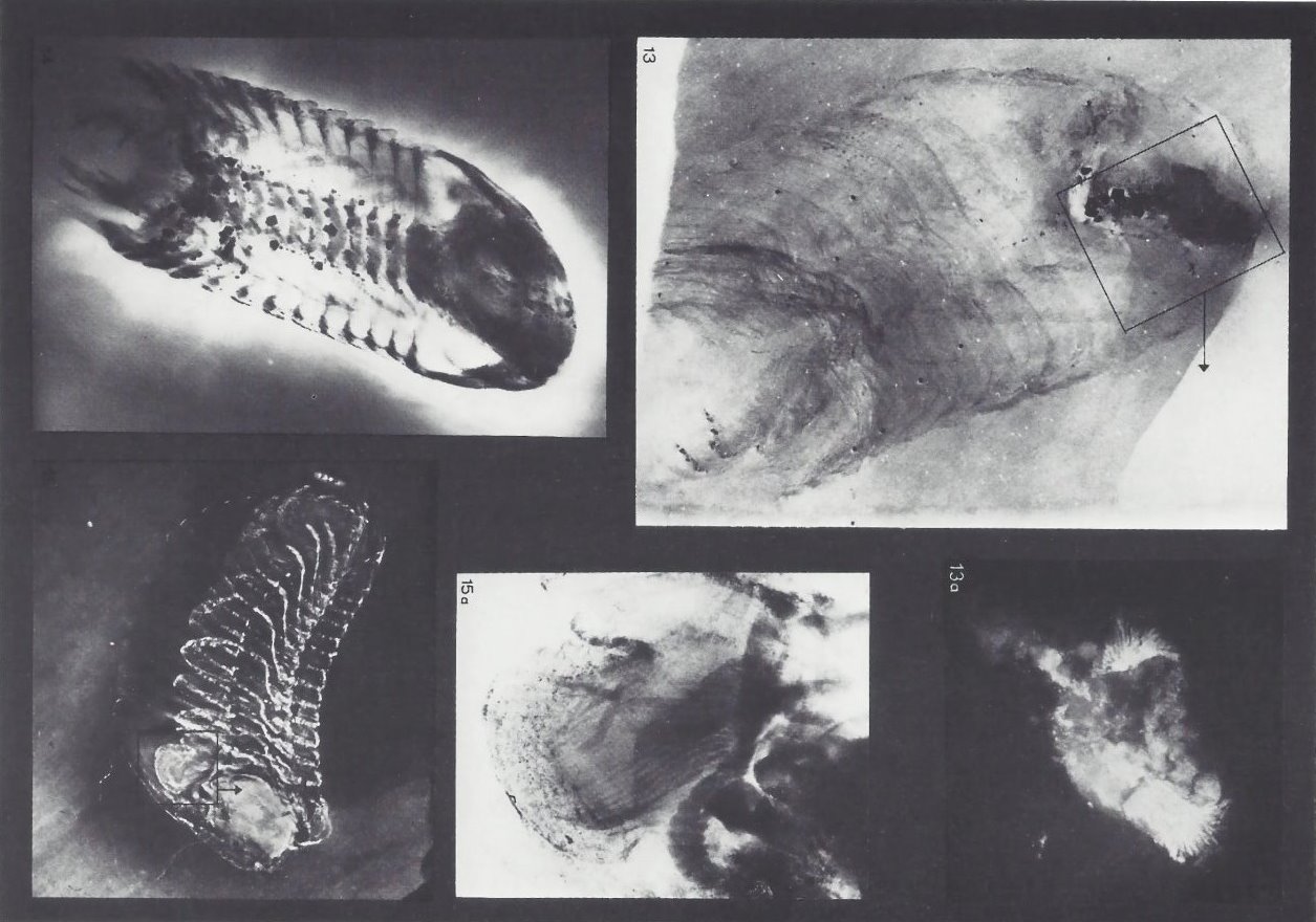 Bundenbach-Fossil_Tafel_04