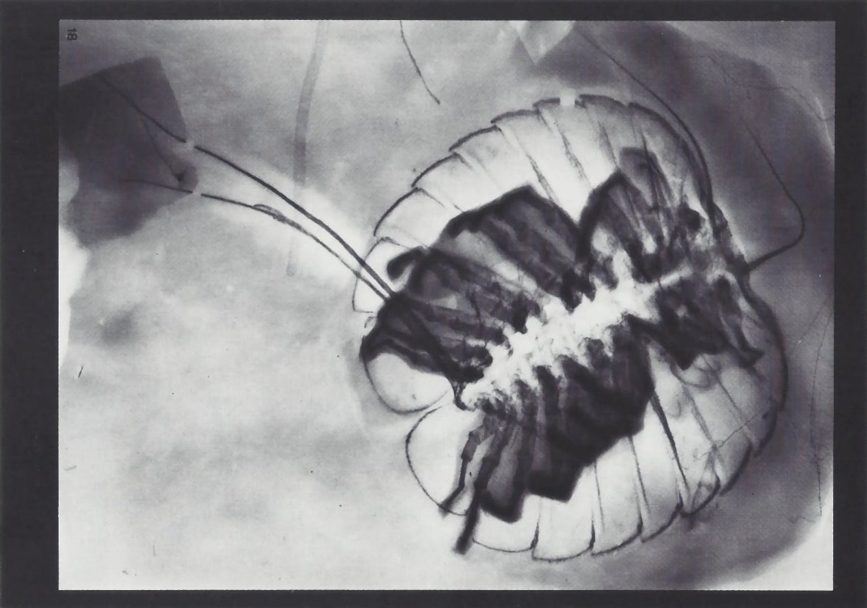 Bundenbach-Fossil_Tafel_06