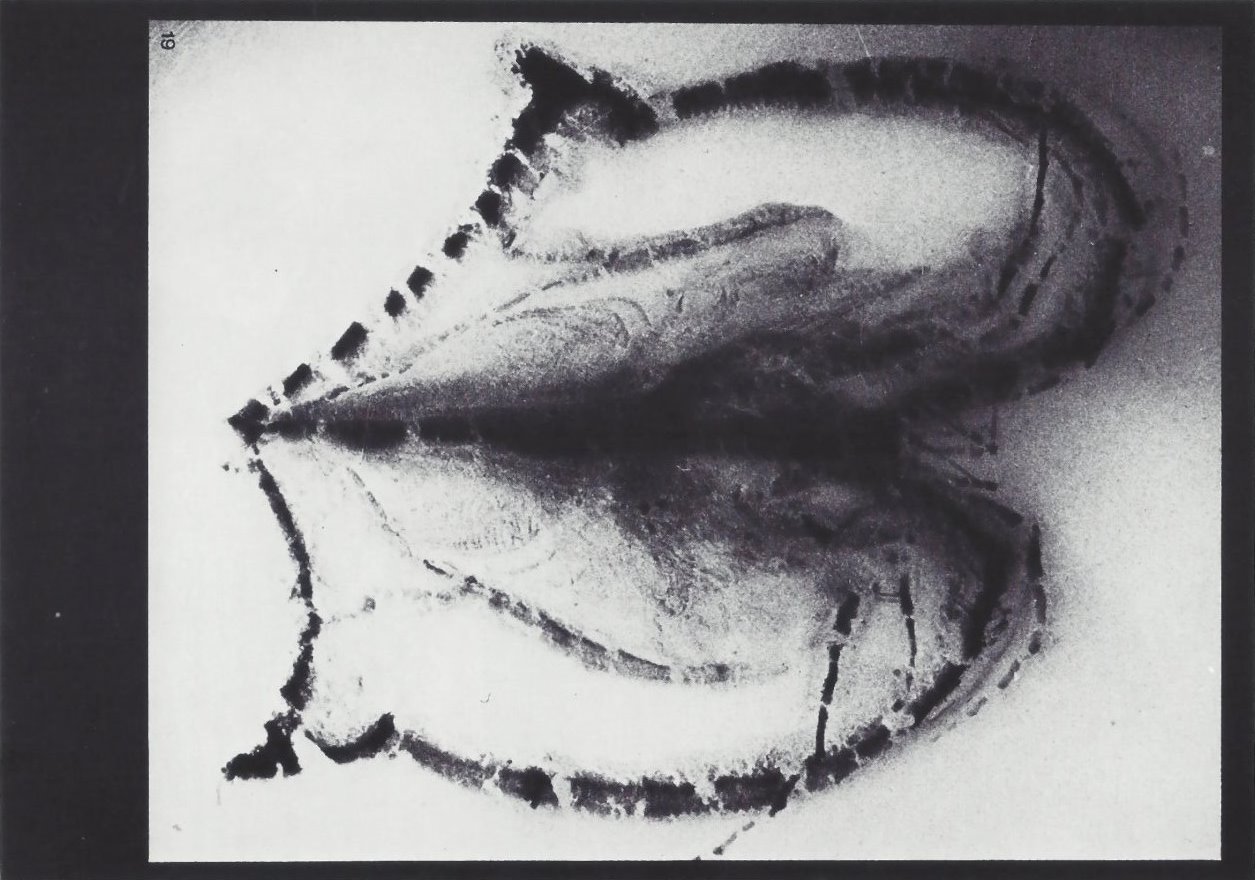 Bundenbach-Fossil_Tafel_07