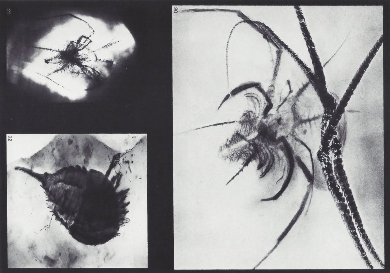 Bundenbach-Fossil_Tafel_08