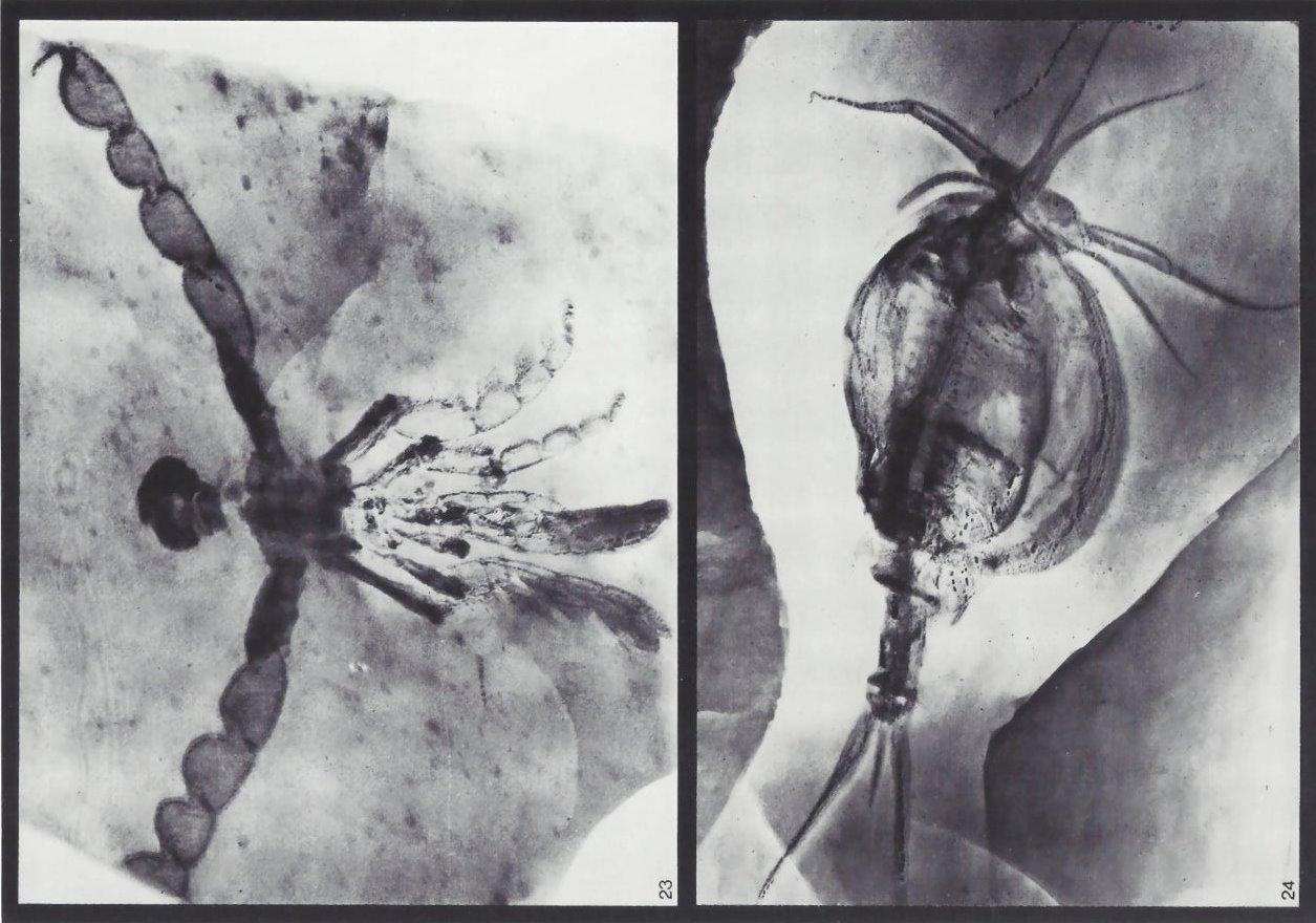 Bundenbach-Fossil_Tafel_09