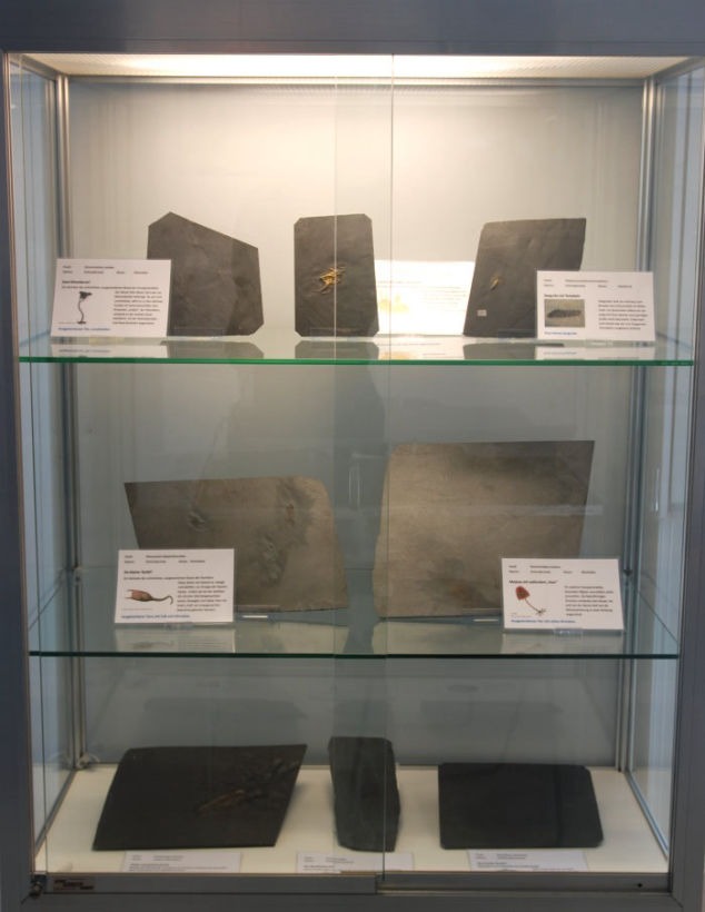 Bundenbach-Ausstellung_Vitrine 2